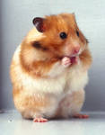 Hamster by R-aw-r