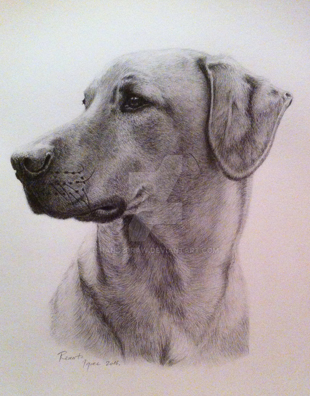 Rhodesian ridgeback - graphite pencils drawing by hand2draw on DeviantArt