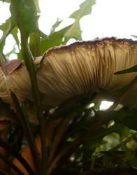 Below the Mushrooms