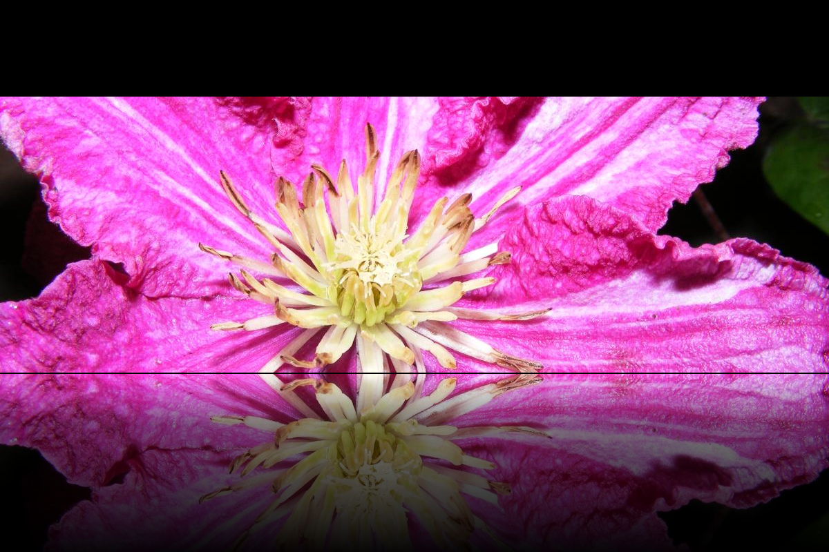 Pink Flower Screensaver by themoralcarnivore on DeviantArt