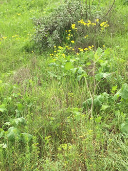 Yellow with the green plants 