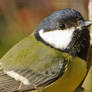 Close-up of a little friend