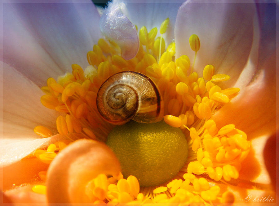 Little snail in Wonderland