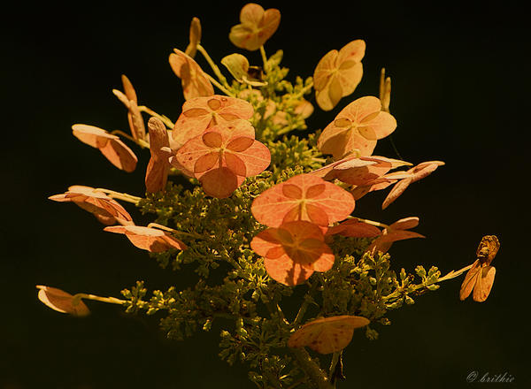 Hydrangea Serrata