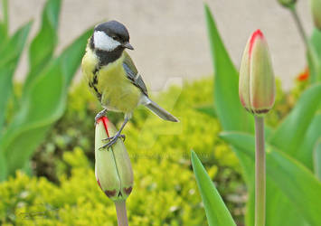 Sitting on a tulip