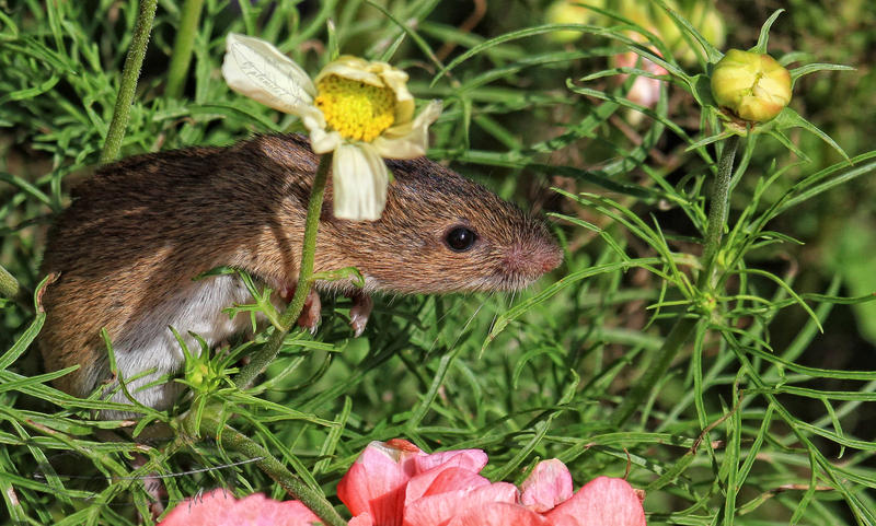 Little gardener by plumita1 Little gardener by plumita1