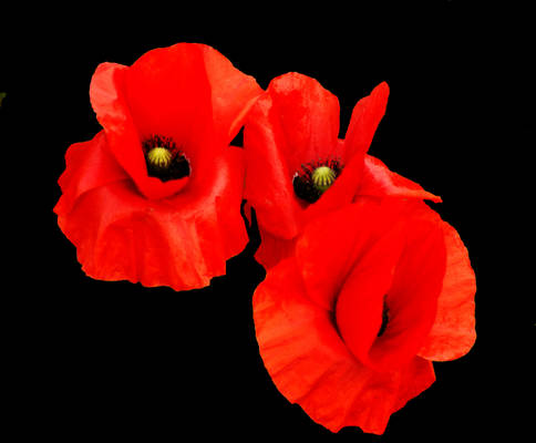 Poppies