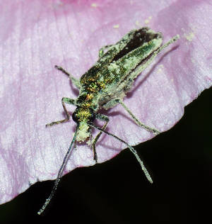 Male Flower Beetle Covered In Pollen