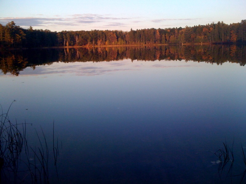 Water and Trees