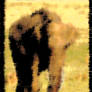 Photoshop Elephant