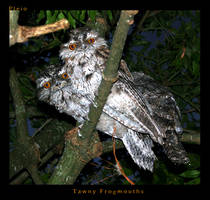 Tawny Frogmouths