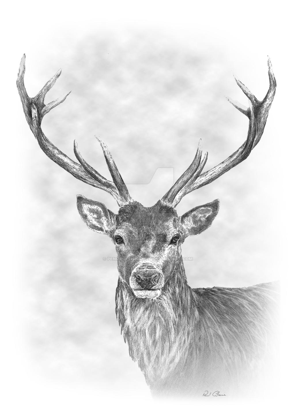 Stag Pencil Drawing by PencilsPensPixels on DeviantArt