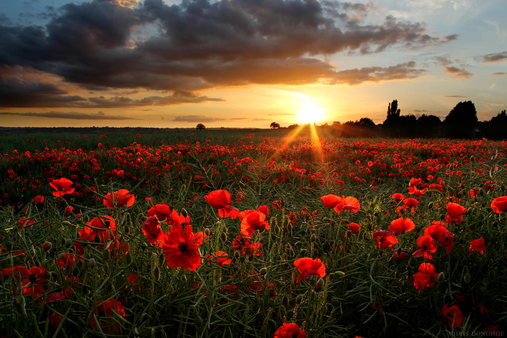 Poppies by ChrisDonohoe