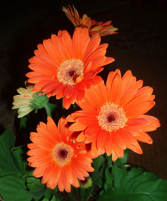 Gerbera