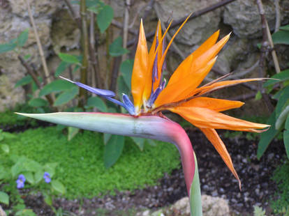 Anduze mai 2016 strelitzia