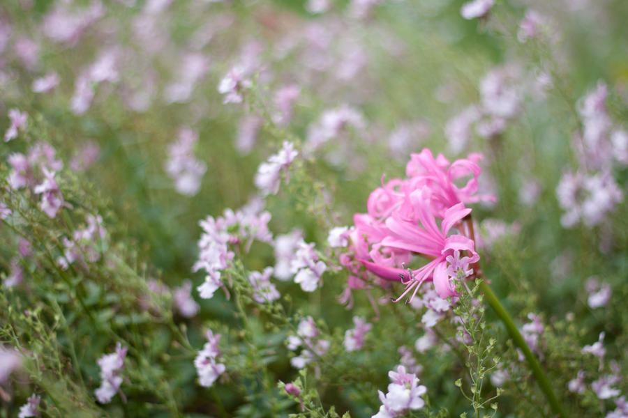 Pink flowers