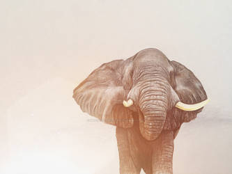 african Elephant