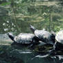 3 Turtle