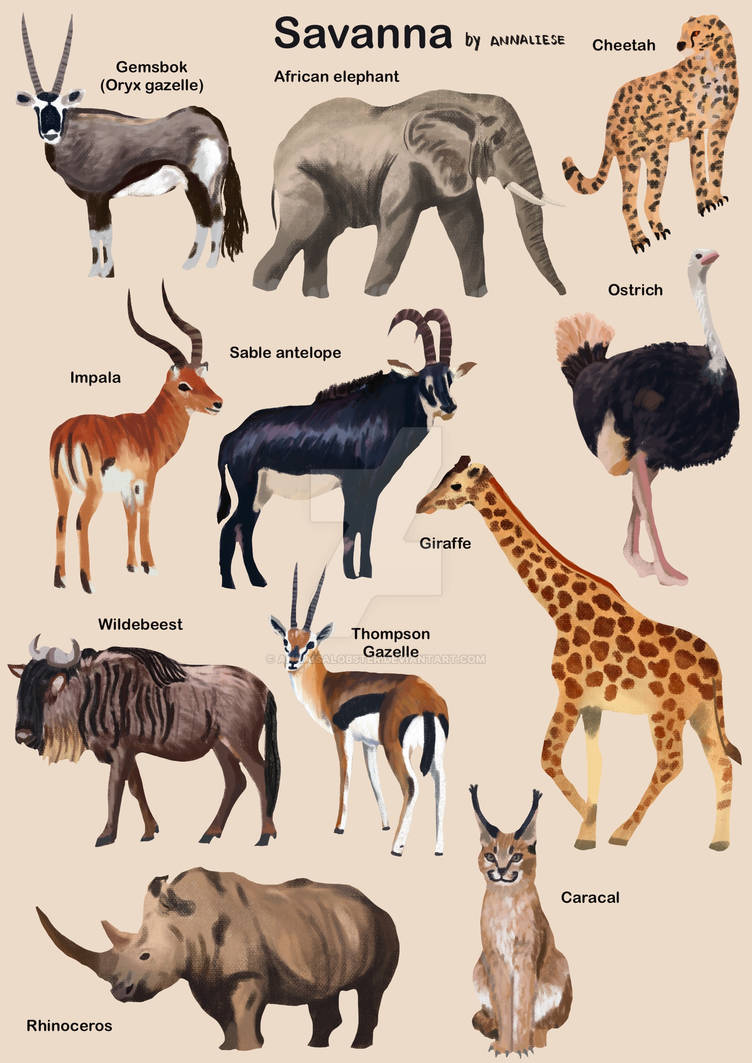 Savanna animals by annaisalobster on DeviantArt