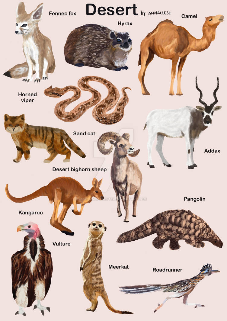 Top 110 + About desert animals with pictures - Lifewithvernonhoward.com