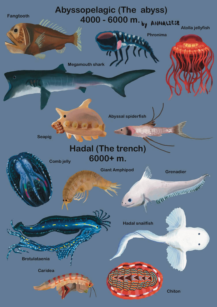 Abyss Fish Size The abyss and The trench by annaisalobster on DeviantArt