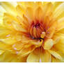 Yellow chrysanthemum - updated