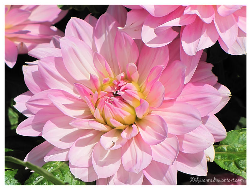 Pink chrysanthemum - updated