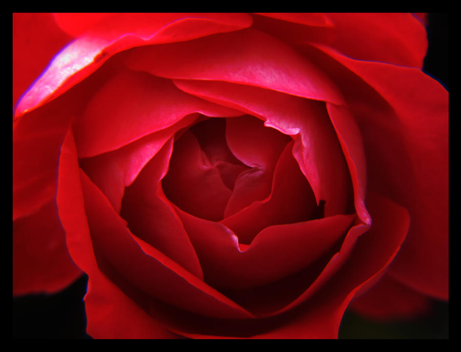 Blood red rose by Liuanta on DeviantArt