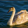 Adolescent swan