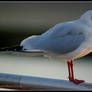 Black Headed Gull 2