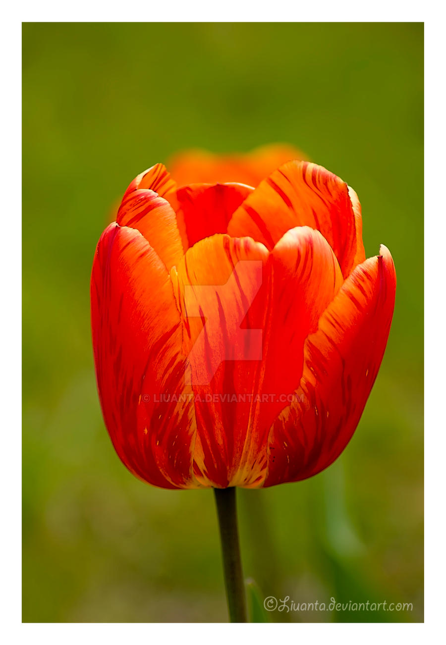 Tulip