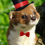 Irish Weasel With A Bow Tie