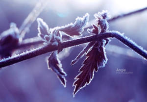 Between Autumn and Winter Lovers by Angie-AgnieszkaB Between Autumn and Winter Lovers by Angie-AgnieszkaB