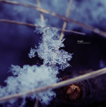 Enchanted Tree 1 by Angie-AgnieszkaB