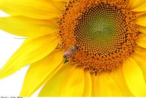 sunflower+bee
