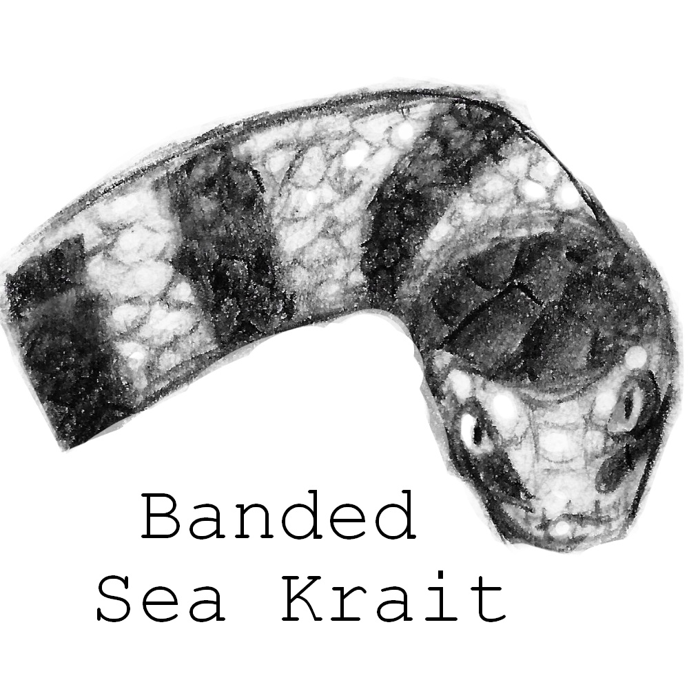 Banded Sea Krait/ Snek