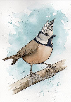 Crested Tit (Ink and Wash)
