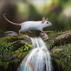 Waterfall Mouse
