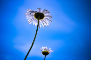 Daisies and Blue Sky by LiliaLaurent