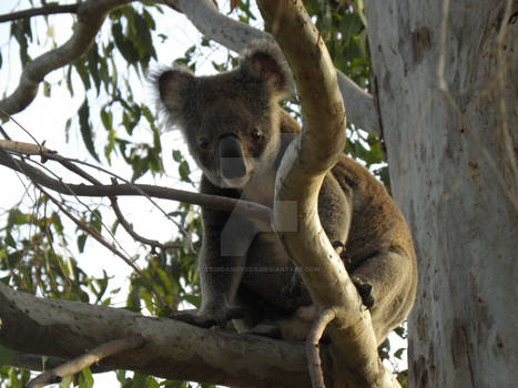 Local Koala