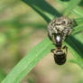 Salticidae spider