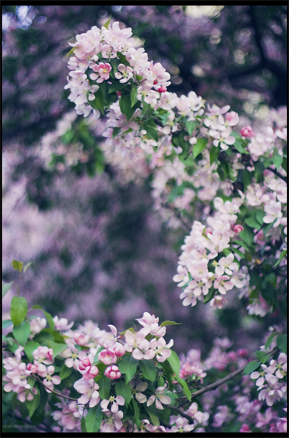 Malus prunifolia 1