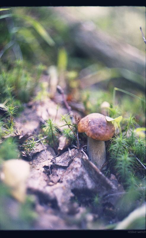 Boletus edulis 6