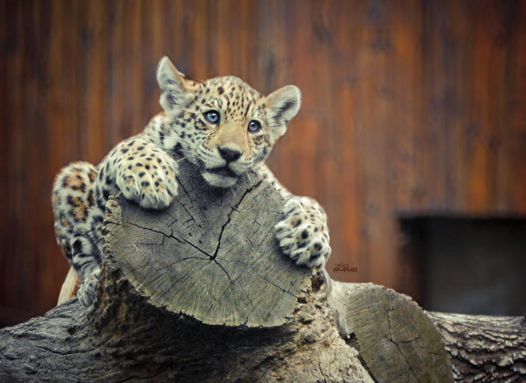 Young Jaguar