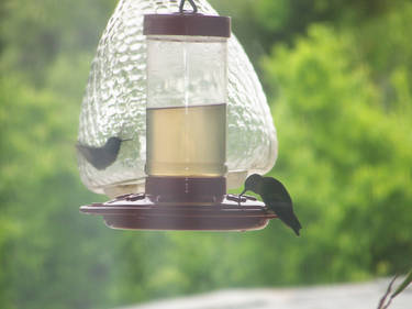 humming bird000_01