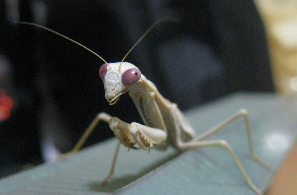 Praying Mantis