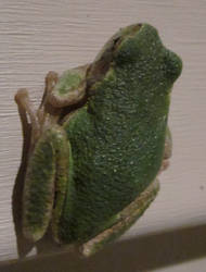 Emerald Frog