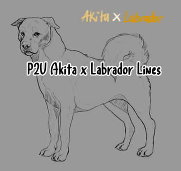 P2U - Akita x Labrador