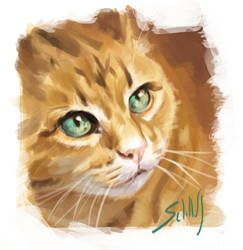 Cat study