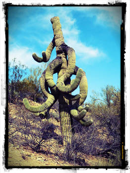 Twisted Saguaro